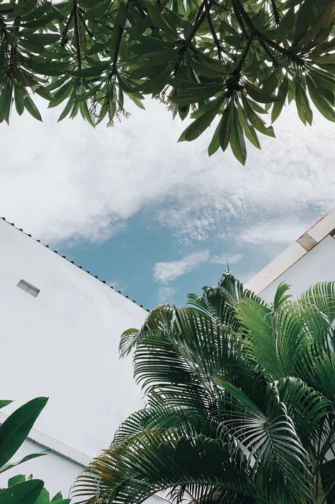 Palm Sky Phone Wallpaper · vertical · 1440×2164