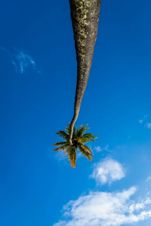 Palm Sky Phone Wallpaper · vertical · 1440×2160