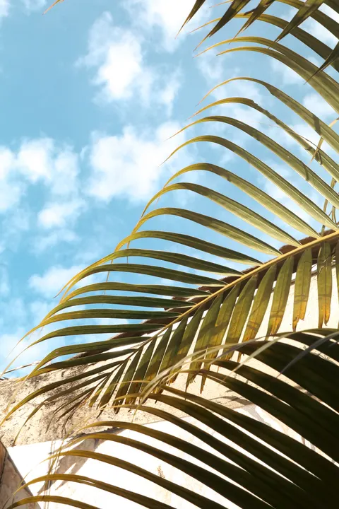 Palm Sky Phone Wallpaper · vertical · 1440×2160