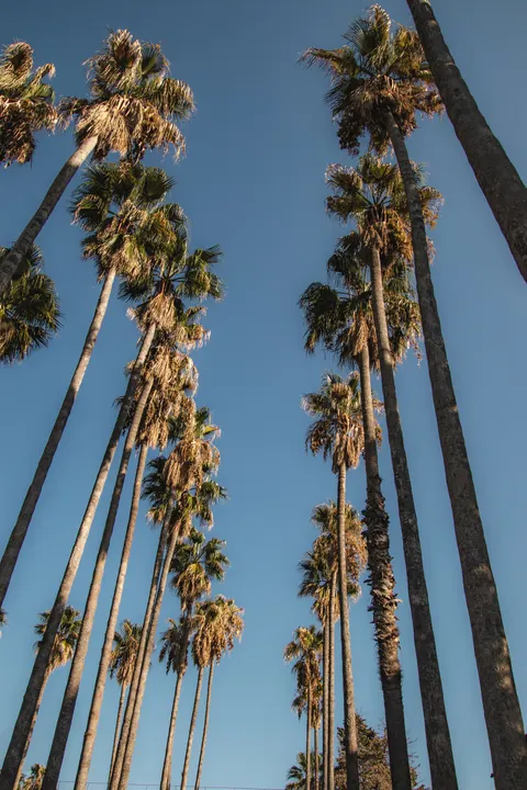 Palm Sky Phone Wallpaper · vertical · 1440×2160