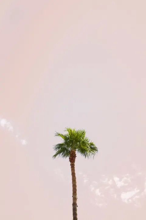 Palm Sky Phone Wallpaper · vertical · 1440×2160