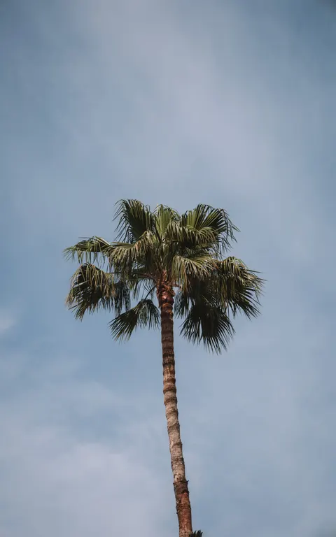 Palm Sky Phone Wallpaper · vertical · 1440×2304