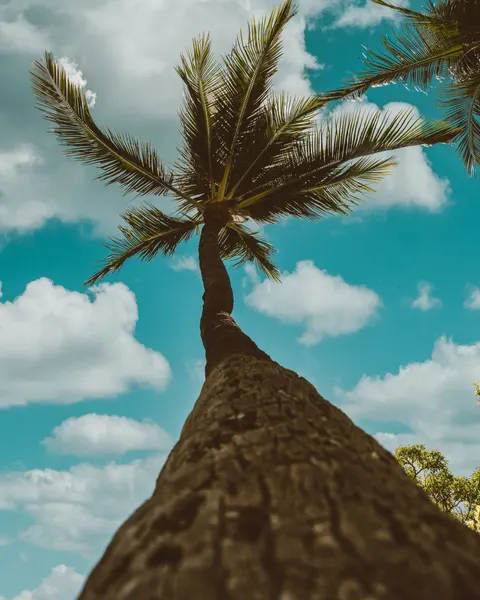 Palm Sky Phone Wallpaper · vertical · 1440×1800