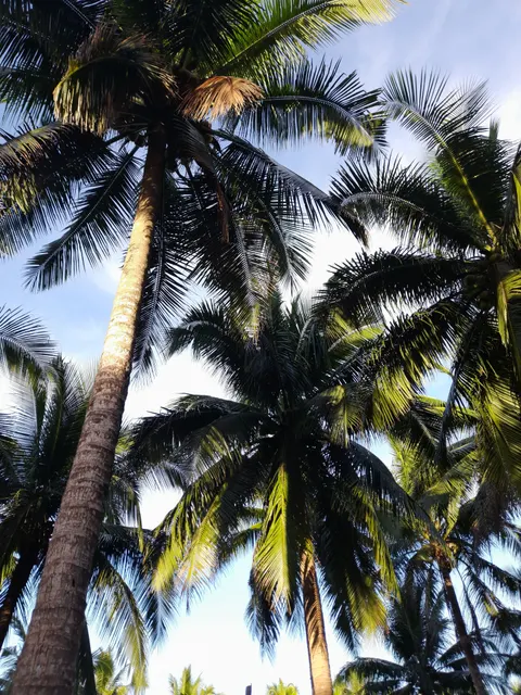 Palm Sky Phone Wallpaper · vertical · 1440×1920