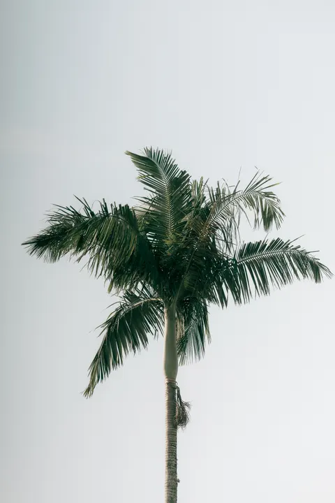 Palm Sky Phone Wallpaper · vertical · 1440×2160