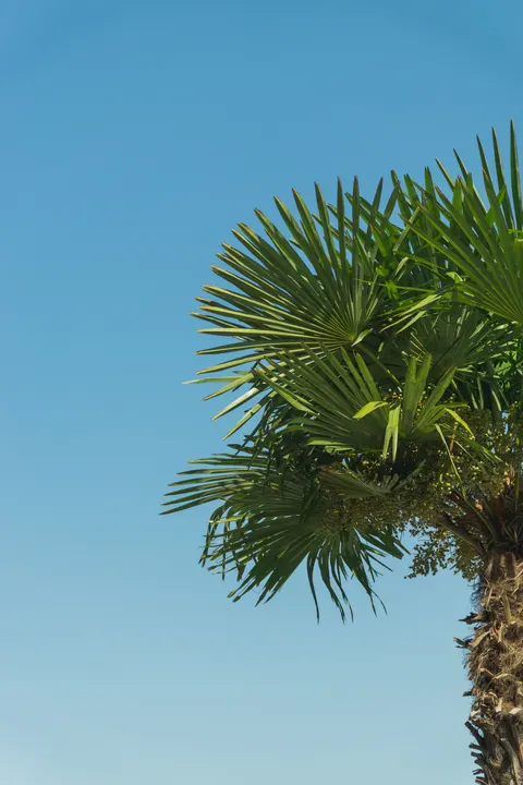 Palm Sky Phone Wallpaper · vertical · 1440×2160