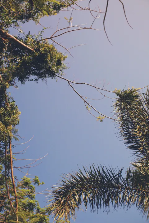 Palm Sky Phone Wallpaper · vertical · 1440×2160