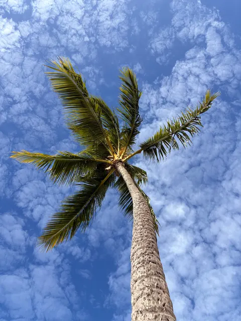 Palm Sky Phone Wallpaper · vertical · 1440×1920