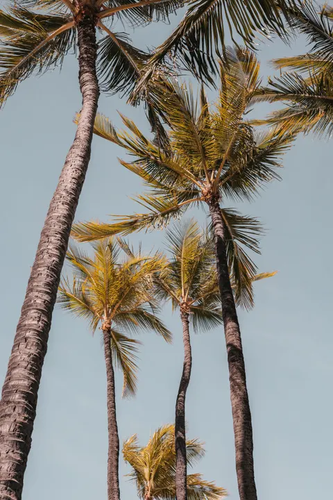 Palm Sky Phone Wallpaper · vertical · 1440×2160