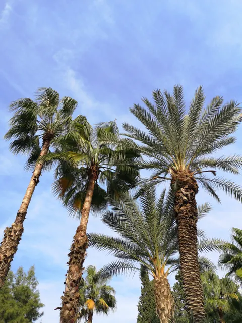 Palm Sky Phone Wallpaper · vertical · 1440×1920