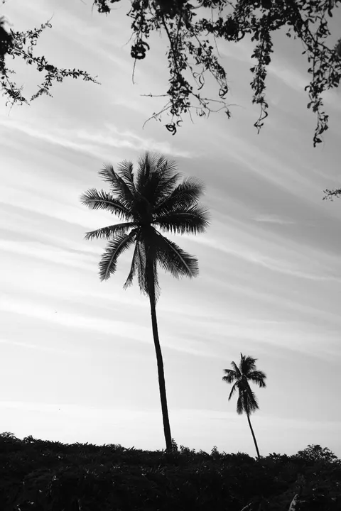 Palm Sky Phone Wallpaper · vertical · 1440×2160