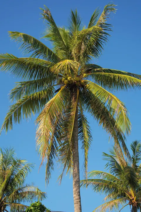 Palm Sky Phone Wallpaper · vertical · 1440×2160