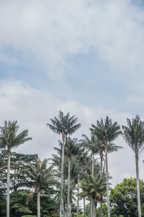 Palm Sky Phone Wallpaper · vertical · 1440×2160