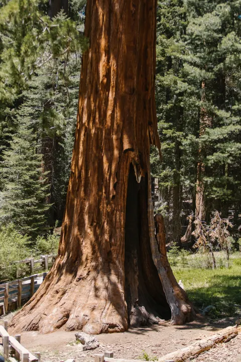 Tall Trees Phone Wallpaper · vertical · 1440×2160