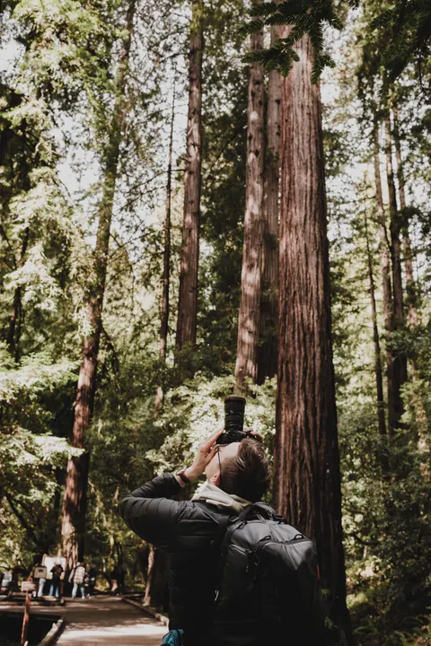 Tall Trees Phone Wallpaper · vertical · 1440×2160