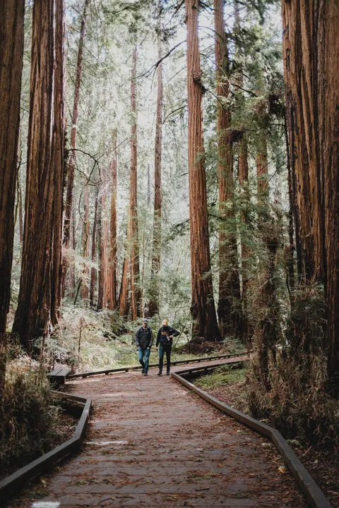 Tall Trees Phone Wallpaper · vertical · 1440×2160