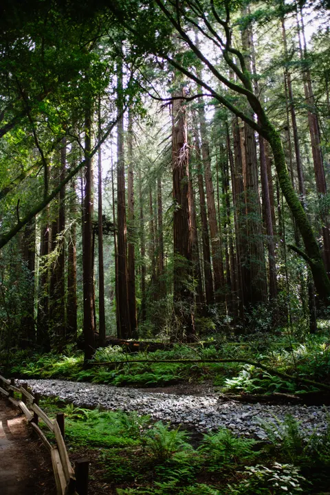 Tall Trees Phone Wallpaper · vertical · 1440×2160