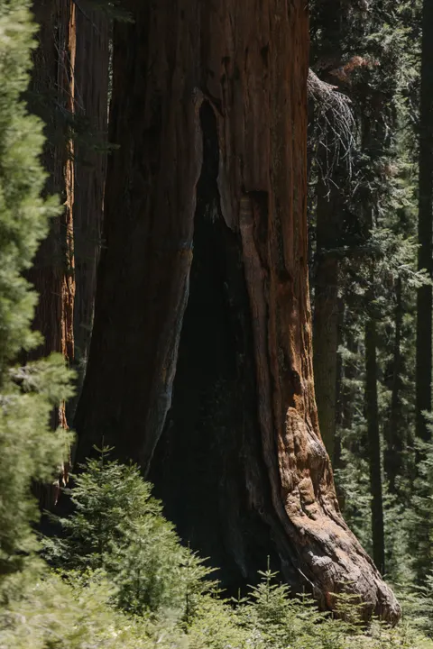 Tall Trees Phone Wallpaper · vertical · 1440×2160