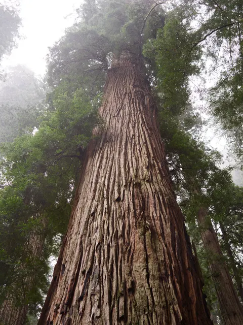 Tall Trees Phone Wallpaper · vertical · 1440×1921