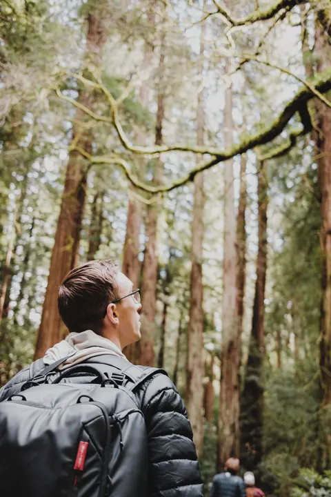 Tall Trees Phone Wallpaper · vertical · 1440×2160