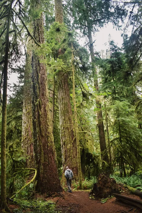 Tall Trees Phone Wallpaper · vertical · 1440×2160