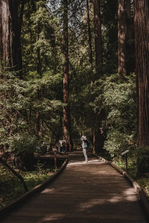 Tall Trees Phone Wallpaper · vertical · 1440×2160