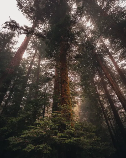 Tall Trees Phone Wallpaper · vertical · 1440×1800