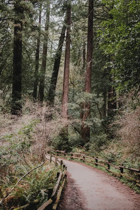 Tall Trees Phone Wallpaper · vertical · 1440×2160