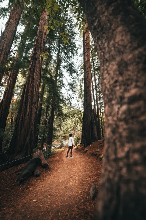 Tall Trees Phone Wallpaper · vertical · 1440×2160