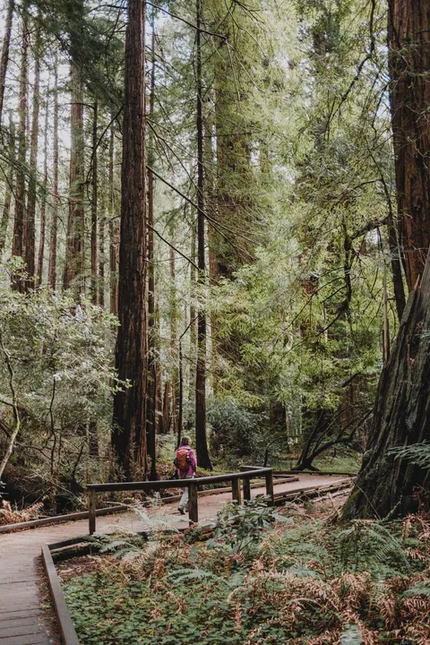 Tall Trees Phone Wallpaper · vertical · 1440×2160