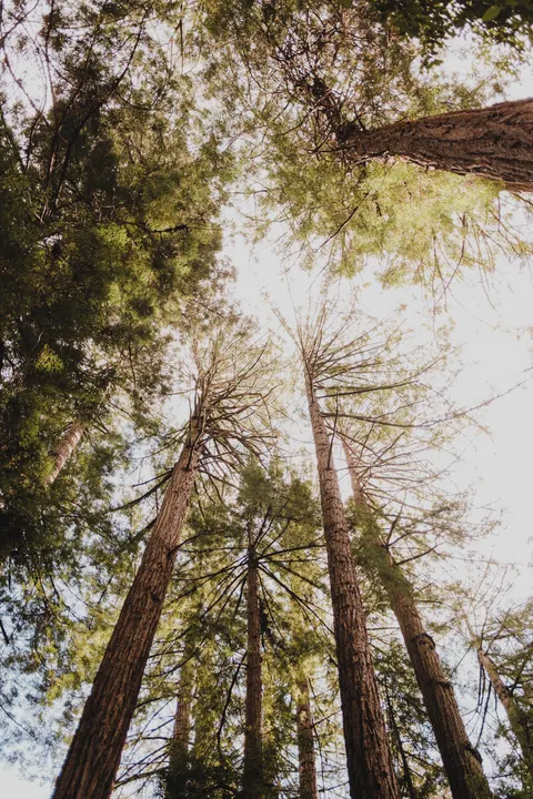 Tall Trees Phone Wallpaper · vertical · 1440×2160