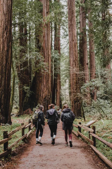 Tall Trees Phone Wallpaper · vertical · 1440×2160