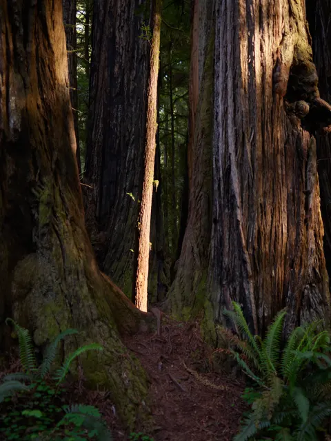 Tall Trees Phone Wallpaper · vertical · 1440×1921