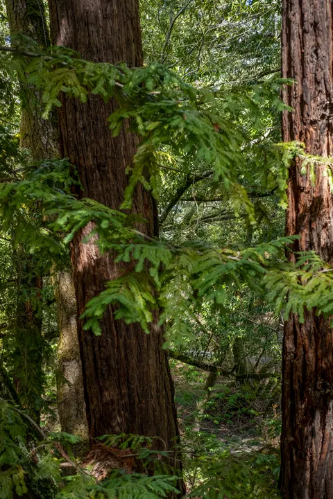 Tall Trees Phone Wallpaper · vertical · 1440×2160