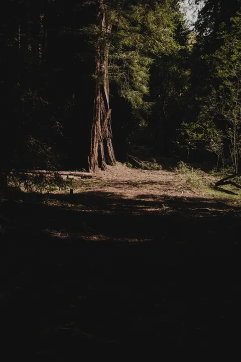 Tall Trees Phone Wallpaper · vertical · 1440×2160