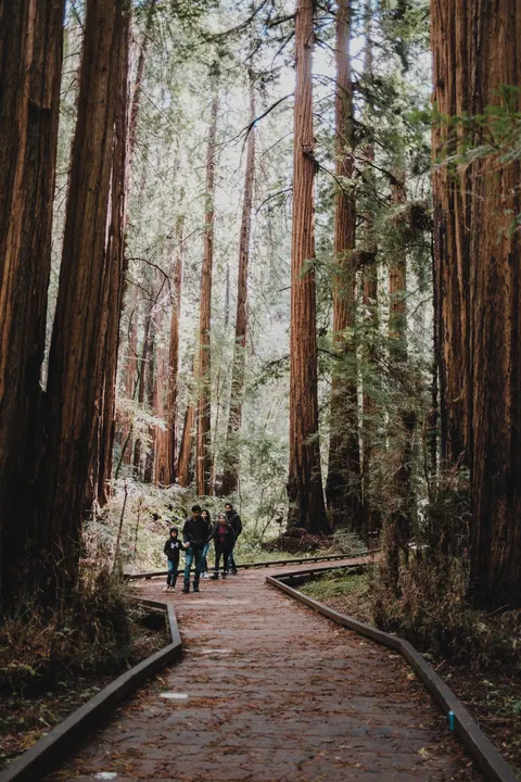 Tall Trees Phone Wallpaper · vertical · 1440×2160