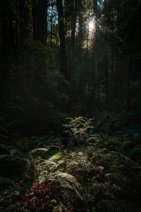 Tall Trees Phone Wallpaper · vertical · 1440×2160