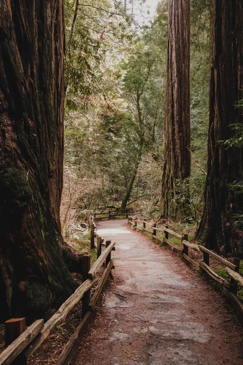 Tall Trees Phone Wallpaper · vertical · 1440×2160