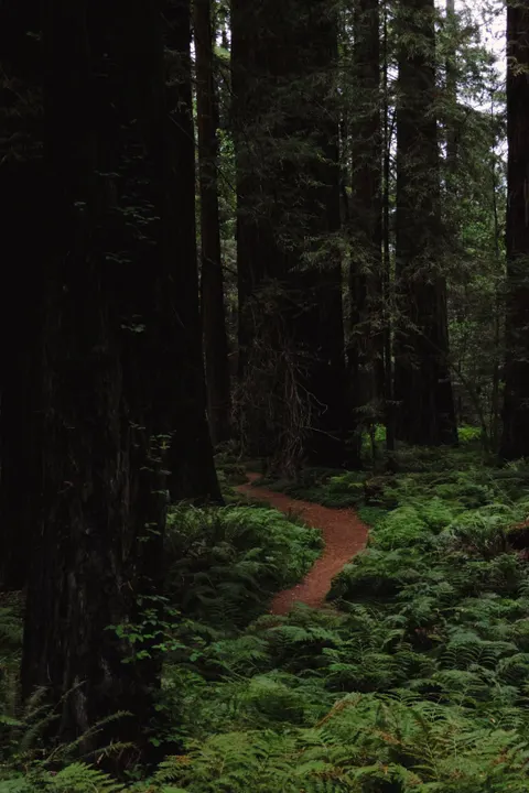 Tall Trees Phone Wallpaper · vertical · 1440×2160