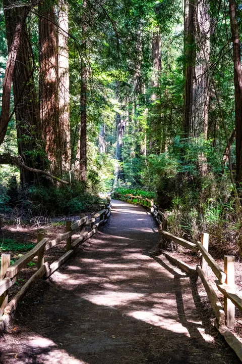 Tall Trees Phone Wallpaper · vertical · 1440×2160