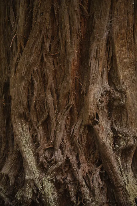 Tall Trees Phone Wallpaper · vertical · 1440×2160