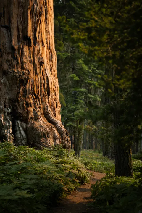 Tall Trees Phone Wallpaper · vertical · 1440×2160