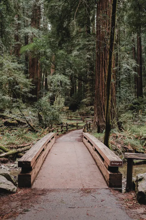 Tall Trees Phone Wallpaper · vertical · 1440×2160