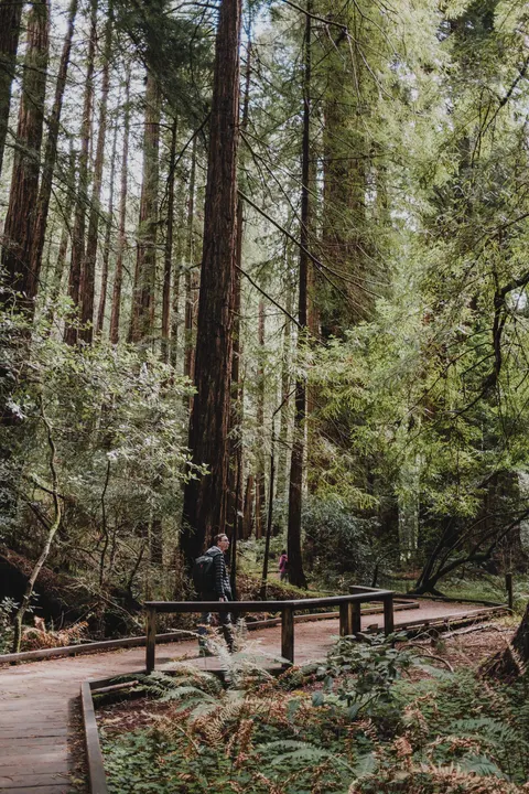 Tall Trees Phone Wallpaper · vertical · 1440×2160