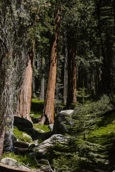 Tall Trees Phone Wallpaper · vertical · 1440×2160