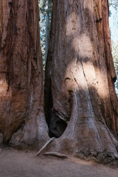 Tall Trees Phone Wallpaper · vertical · 1440×2160