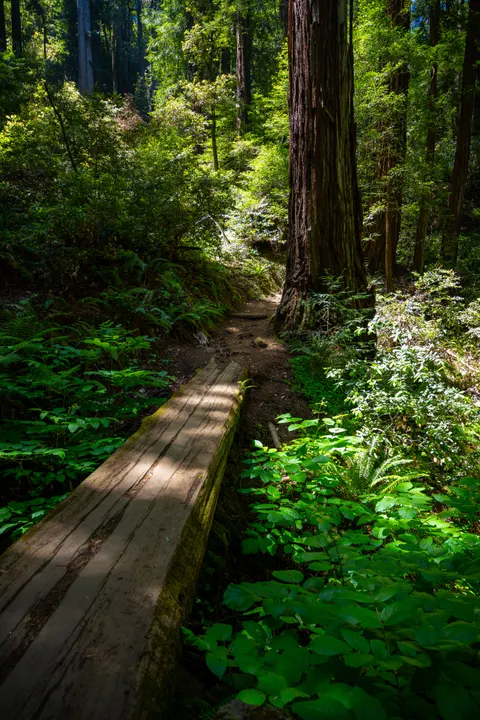 Tall Trees Phone Wallpaper · vertical · 1440×2160