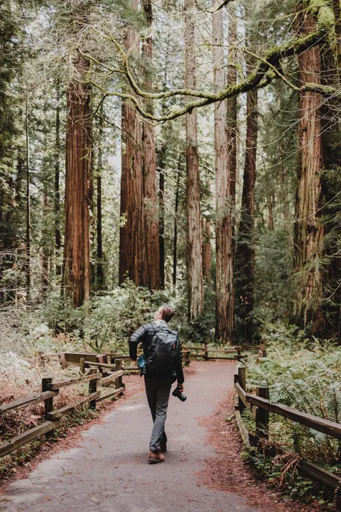 Tall Trees Phone Wallpaper · vertical · 1440×2160