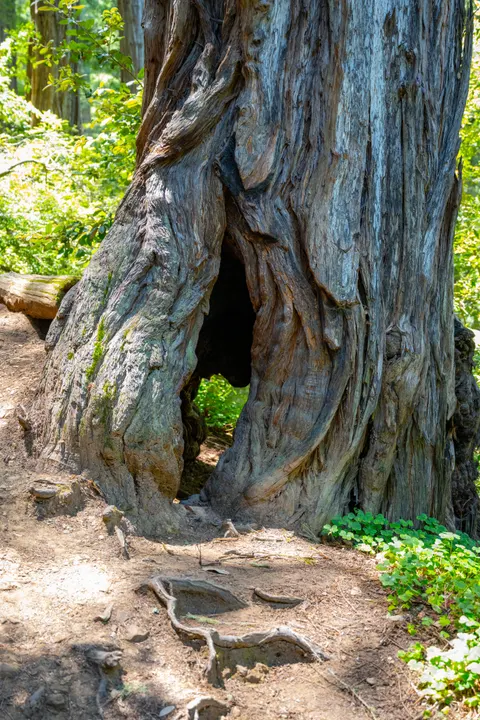 Tall Trees Phone Wallpaper · vertical · 1440×2160