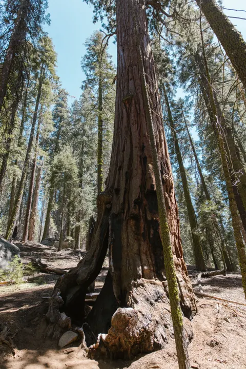 Tall Trees Phone Wallpaper · vertical · 1440×2160